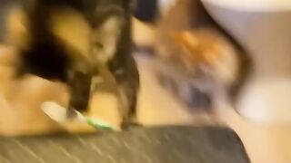 2 HOUR FUNNY CATS COMPILATION 2023???? Cute and Funny Cat Videos to Keep You Smiling! ????