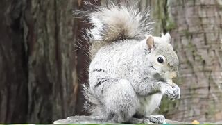 Squirrel 3