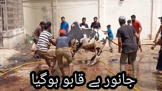 Danger Cow Qurbani Karachi  | Janwar Bekabo hogya karachi