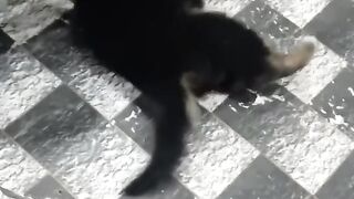 Cat lover 4