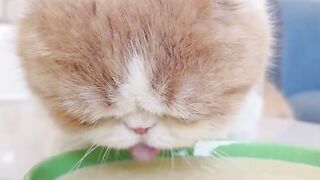 It turns out that cats also protect their food.