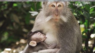 Monkeys 2