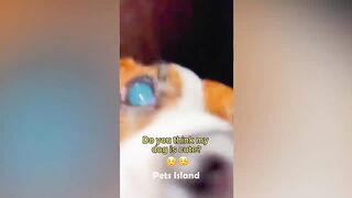 Try Not To laugh ????: 1 Hour Of Funniest Animals Video 2023