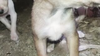 Dog baby