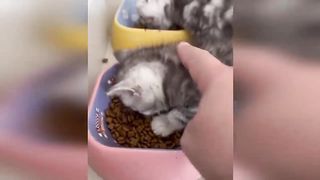 cute baby animals 3