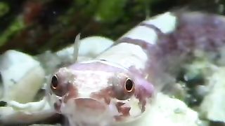 Snake Fish Never seen before