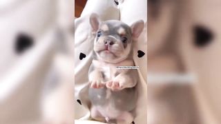 100 short funny and cute animal clips #5
