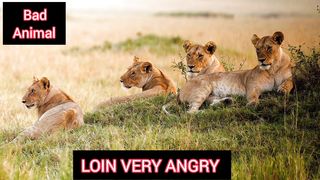 Animal video 8