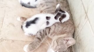 Pet mother cat is sleeping funny with kittens