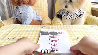 cute puppy having fun eating