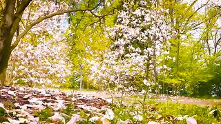 Amazing nature  flower video