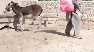TWO DONKEYS