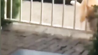 Cute & Funny Meilleure vidéo d'animaux les plus drôles de 2022 #shorts