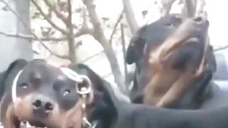 very funny animals compilation/????????????????????????????/ #shorts