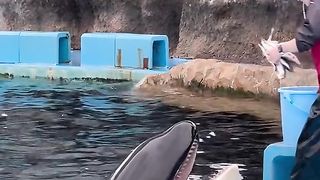 Amazing act by dolphin