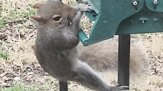 This clever squirrel defeated our squirrel proof