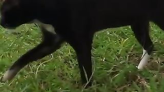 Long tail cat