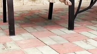 Funny pet videos