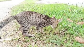 Hunter cat