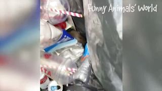 Funniest Cats And Dogs Videos ???? - Best Funny Animal Videos 2022 ???? #3 2