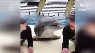 Super Cute Best Funny Cats and Dogs Compilation 2