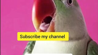Talking Parrot very funny ????