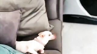 Funny animal  video