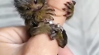 Adorable Monkey Beautiful