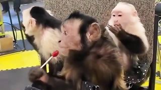 LOLLIPOP AND THE MONKEYS