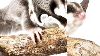 Gravity-Defying Gliders: Discovering the Amazing Gliding Abilities of Sugar Gliders #shorts #short