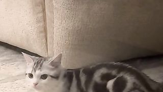 The cat ignored me.
