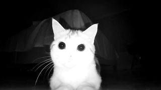 The cat under the surveillance camera