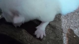 New born bany