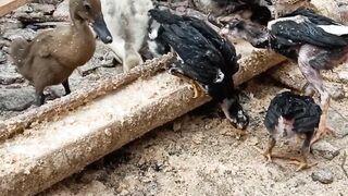 Ayam dan Bebek makan bersama