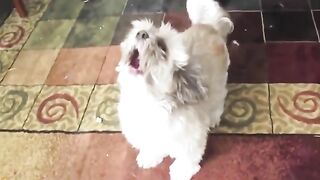 Funny animal videos - Funny cats _ dogs - Funny animals 2023