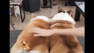 Extremely adorable corgis