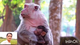 Amazing animal secen
