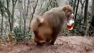 The monkey is drunk