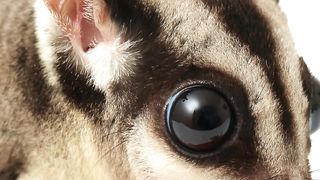 Social Bonds and Playful Antics: The Social Lives of Sugar Gliders #shorts #short
