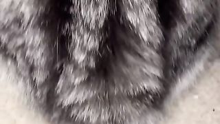 The back of my cat
