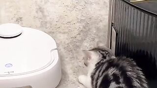 My cat is afraid of the robot sweeper