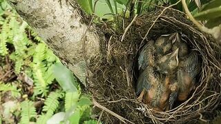 Induk burung lagi ngasih makan pada anaknya