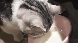 My cat tries to drink goat's milk