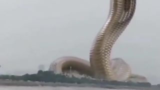 BIG SNAKE WENT VIRAL