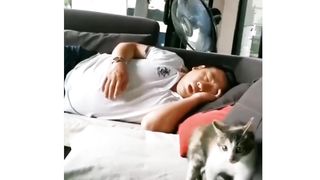 Funny cats, dogs video animal meme