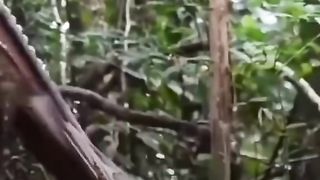 Borneo Dayak culture
