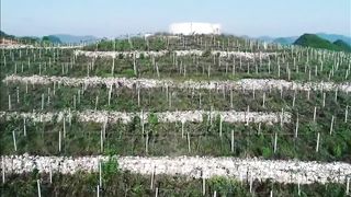 Happy Travel : Pesona Sentra Pertanian Modern Surga Buah & Sawah Langit Di China