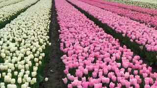 Tulips and Sunsets