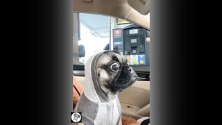 Класные моменты с животными ????????