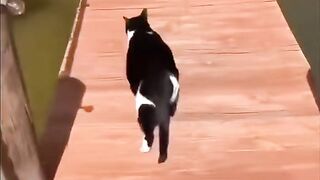 Funny cat 65